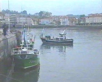 PESCA 24  GANADO